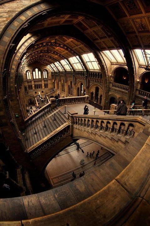 ginvandegreif:  National Historie Museum, London 