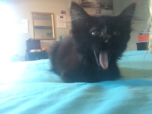 familiarthecat:  Familiar was posing anD THEN YAWNED