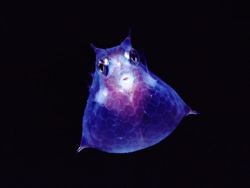 thelovelyseas:  Juvenile Cowfish by Chris Newbert, Minden Pictures  