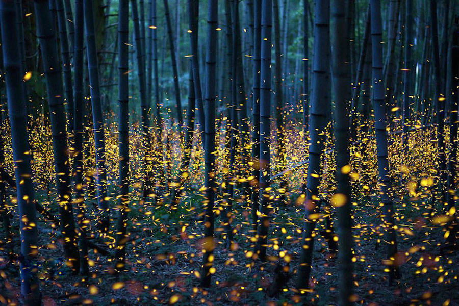 culturenlifestyle: Gold Fireflies Dance Through Japanese Enchanted Forest in the