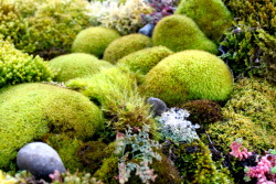 karleighthompson:  My moss scape I made in