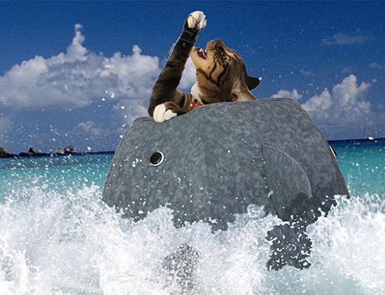 pedalfar:  Enter to Win a Great White Shark Ball Kitty Bed from The Cat Ball! —