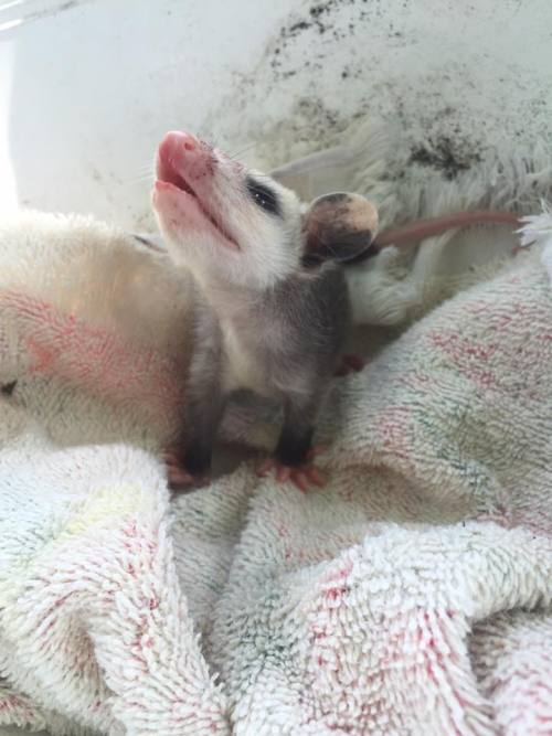 opossummypossum: devinleighbee: Today we rescued an orphaned baby opossum! We found her momma dead o