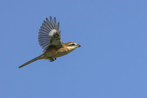 モズ（Bull headed Shrike）