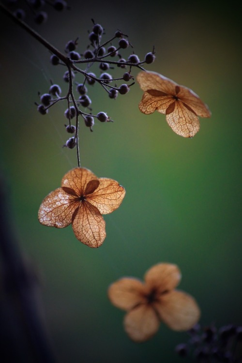 mistymorningme:  Dried Flowers © Ryomaypapa 