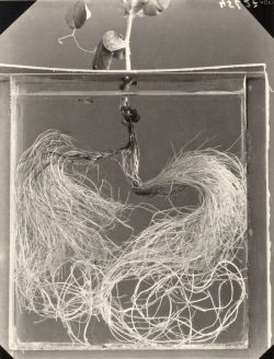 martacarallas:  Ernst Gaumann, Roots of Clover, With and Without Bulb, (1946)  