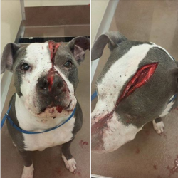 laurenraelle:things-inbetween:svssybone:  brostephhhx:  Pitbull in need!! ũ,500  in Vet BillsThis beautiful baby was viciously attacked on Sunday by a man with a machete at a local park. He said he was attacked though abstained no injuries. With zero