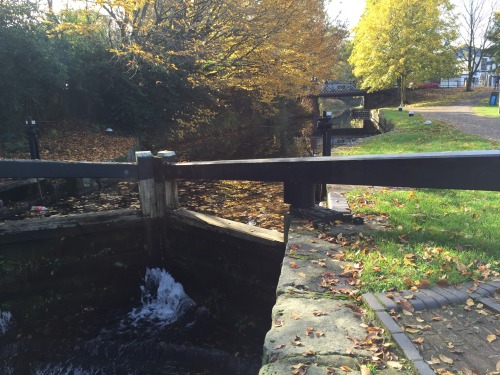 Autumn walks (Robin hood road, Surrey)