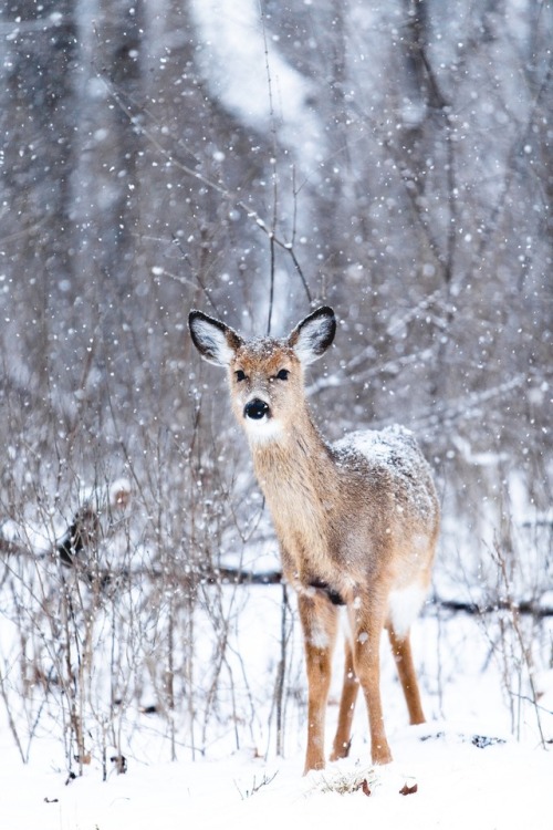 moody-nature:deer & snow | By Teddy Kelley