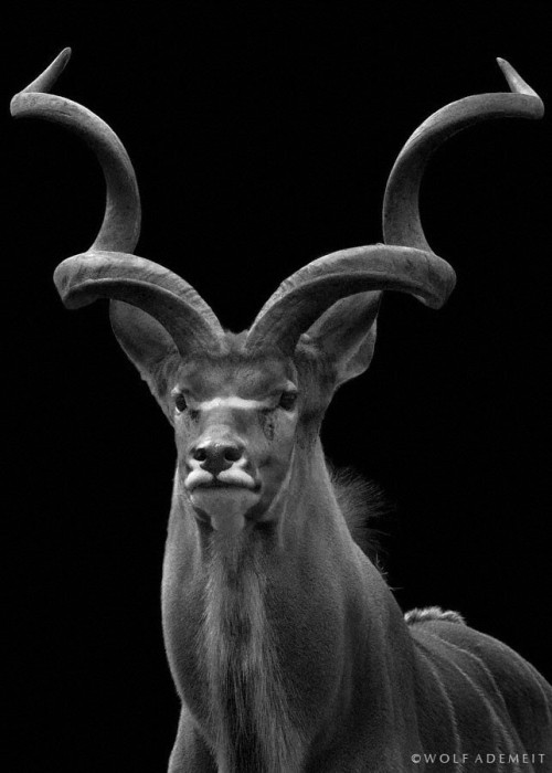 monochromacity:  'Majestically Kudu' by Wolf Ademeit 