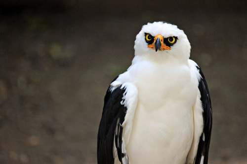 traversefamilypicnic:  iguanamouth:  man who cares about bald eagles have you ever seen a harpy eagle  or an african crowned eagle  or the crested eagle  the little eagle  the philippine eagle  black and white hawk eagle  and the bateleur eagle   eags