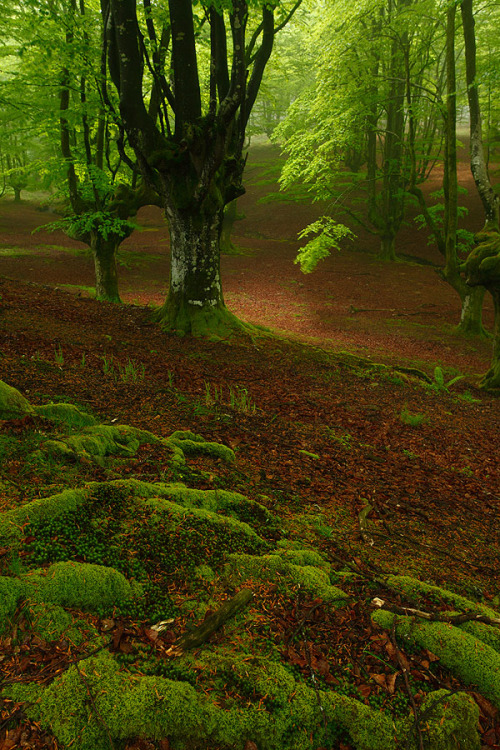 wowtastic-nature:   " Green Light X by Juan Pavon on 500px.com