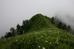 vorrid:  Miranjani: Flowers on the ridge by Shahid Durrani on Flickr. 