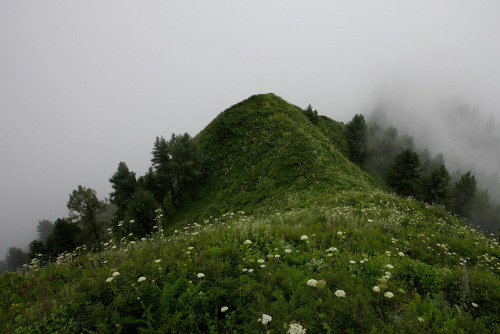 Miranjani: Flowers on the ridge by Shahid Durrani on Flickr.