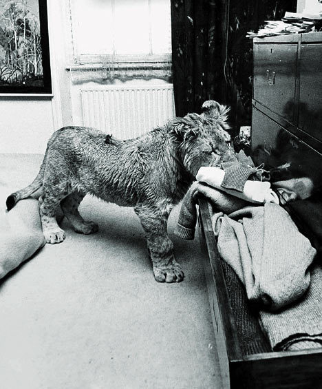 wolverxne:  "A Lion Called Christian" Christian was a lion originally purchased by Australians John Rendall and Anthony "Ace" Bourke from Harrods department store of London, England, in 1969 and ultimately reintroduced to the African wild