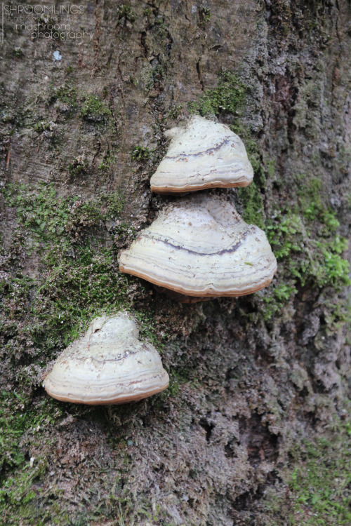 Winter mushrooms VIPolypores are quite hardy and can withstand the cold&hellip;Found 27 December