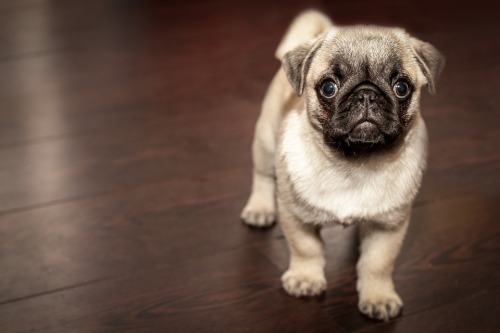 pug puppies