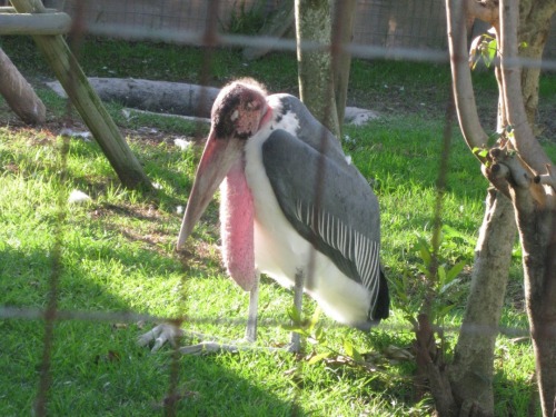 I Present: Sleepy Marabou Stork