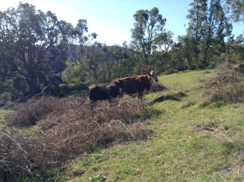 Weekend  Had the most blissful 3 days walking through dry and wet forest, farmland, rivers and over mountaintops.  This walk was definitely an opportunity to clear my mind of negative thoughts and realise how vast and intricate this world is.   These