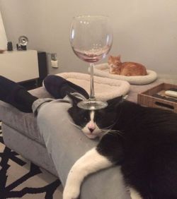 darkinternalthoughts:  Glass of meowlot