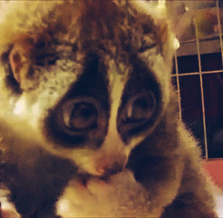 dont-ever-let-me-fall:  imdowninsolitary:  nawawalangkarayom:  Cute slow loris eating rice ball :)) 