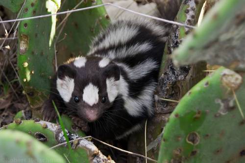 Porn Pics end0skeletal-undead:  Western Spotted Skunk by