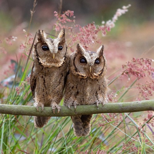 trashzy:Collared Scops Owl