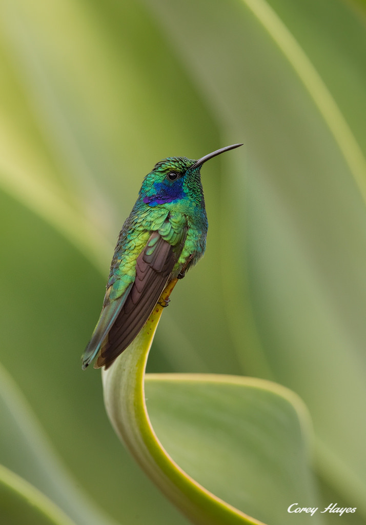 funkysafari:The Green Violetear (Colibri thalassinus) by Corey Hayes