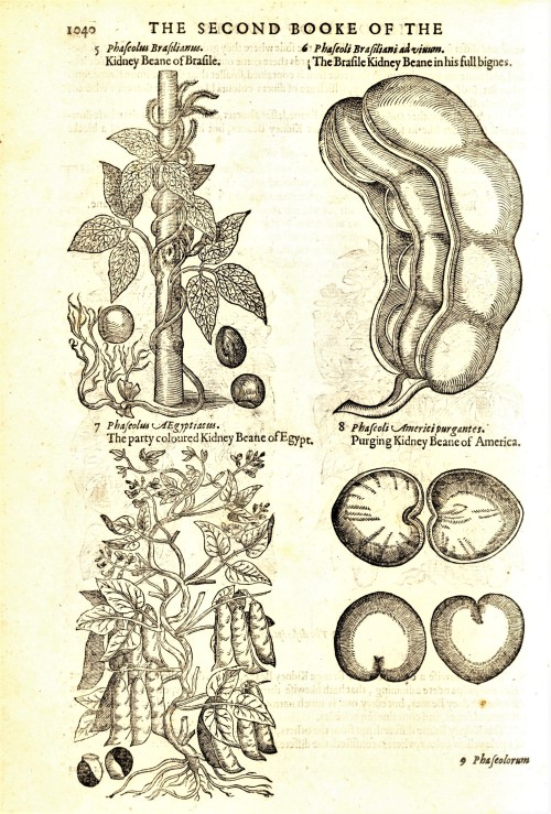 Science Saturday: Gerard’s HerballAmong our favorite books in the collection is the 1597 first