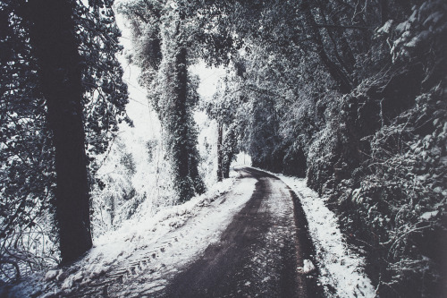 elenamorelli:  { the road and the trees and the snow } 