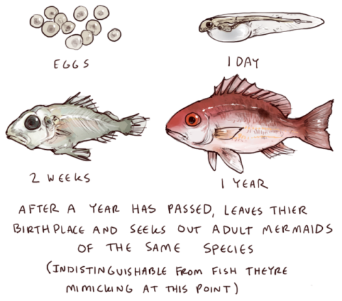 mijukaze:gentlemanbones:iguanamouth:did you know red snapper can live for over 100 years…. whatre th