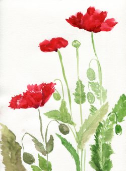 havekat: Buds and Blooms Watercolor On Paper 2016, 9″x 12″ Papaver rhoeas, Common Poppy 