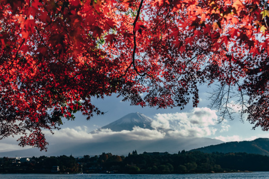 霊峰に舞い降りる紅葉 2018年、河口湖。 モミジ越しの富士山を求めて河口湖へ。はじめは雲に覆われて富士山が見えなかったのだけど、ここまで歩いてやっと拝めた。歩いた甲斐があった。 残っている雲がなかなかいい味を出している。