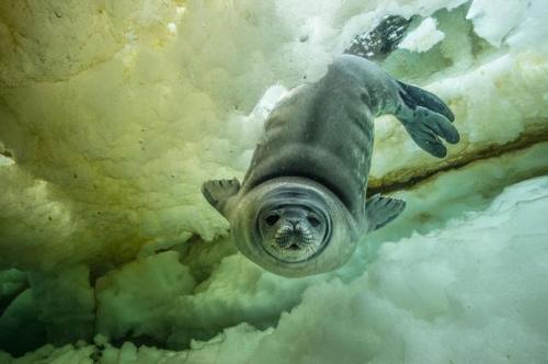 bitch-dont-krill-my-vibe:Under the Ice Weddell seals (Leptonychotes weddellii) are only fo