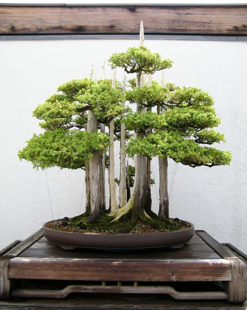 endreal:boredpanda:The Most Beautiful Bonsai Trees Ever@rhaegalsrage