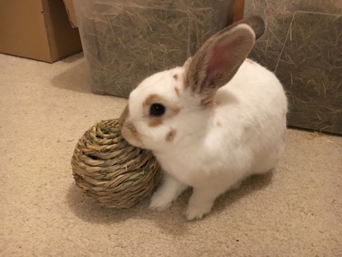 oreo-macaroon-bunnies:  After three hours of chewing the walls, furniture and radiator covers, I finally found my chew toy mummy gave me.