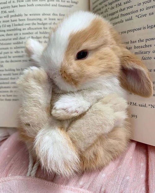 thesassybunnies: This bunny is so cute  (via)