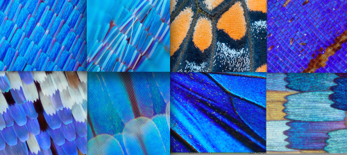 for-science-sake: A multitude of butterflies and their beautiful wings under the microscope.  [