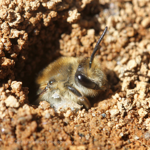 celestialmacros:Ground-nesting bee time!Unequal Cellophane Bees (Colletes inaequalis)March 21, 2021
