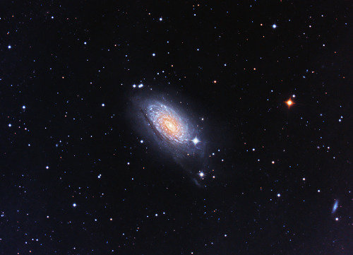 galaxyshmalaxy:M63 - The Sunflower Galaxy (by Astro Steve)