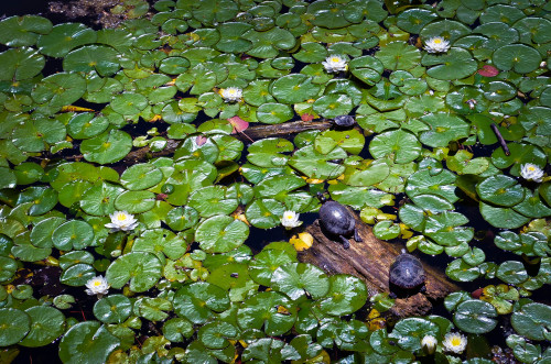 Turtles and LiliesBrickworks, Toronto