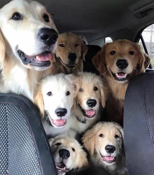 animalforum: Happy family!