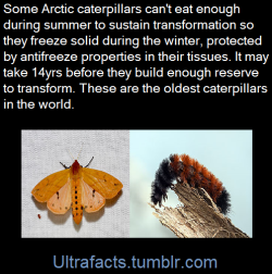 ultrafacts:In most temperate climates, caterpillars