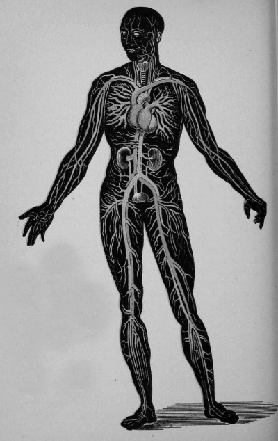 chaosophia218:  Joseph C. Hutchison - Anatomical Illustrations, “The Laws of Health”, 1884.