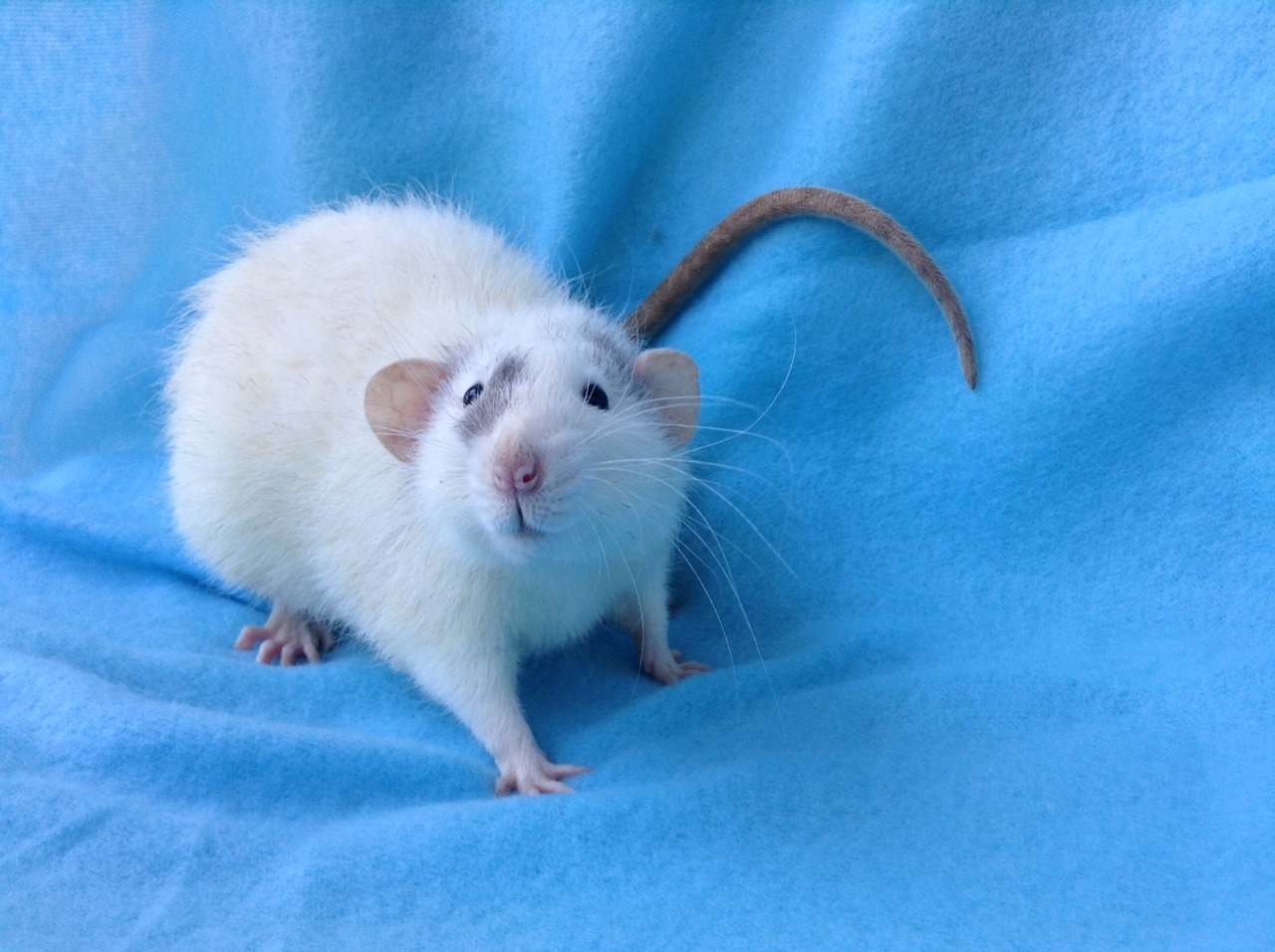 lovely-little-rats:  Benji is such a little ham when it comes to picture time💙