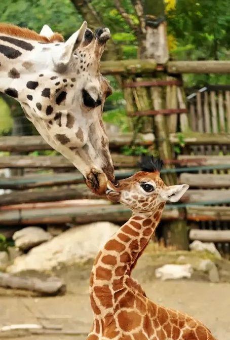 llbwwb:   mom and baby by Debbie Kimmer 