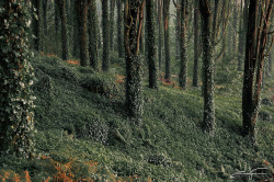 90377:   Dressed Forest by Jorge Verdasca