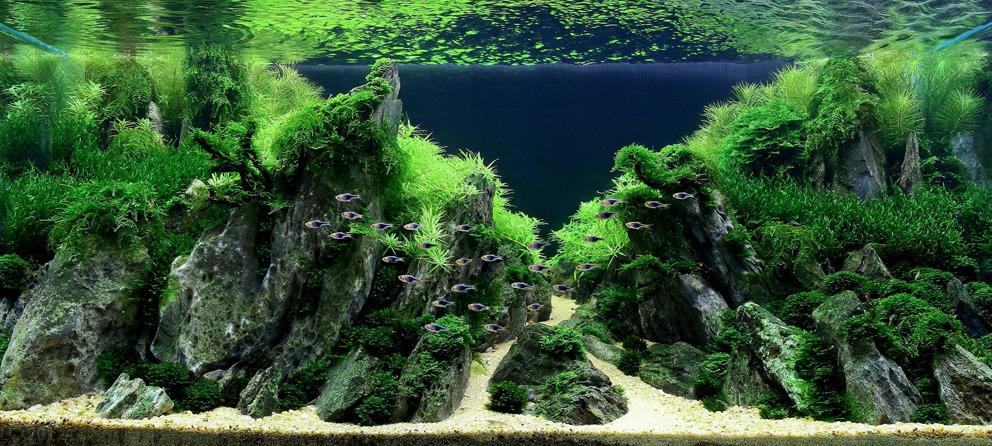 pocketpenniless:  Phenomenal aquarium designs! 