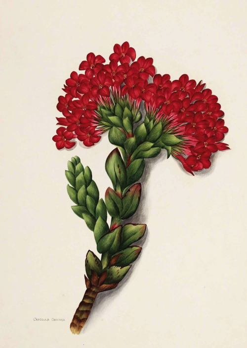 The Flowers of South Africa, Cape Peninsula, private album, 1903. Watercolor, unknown artist. Via Ki