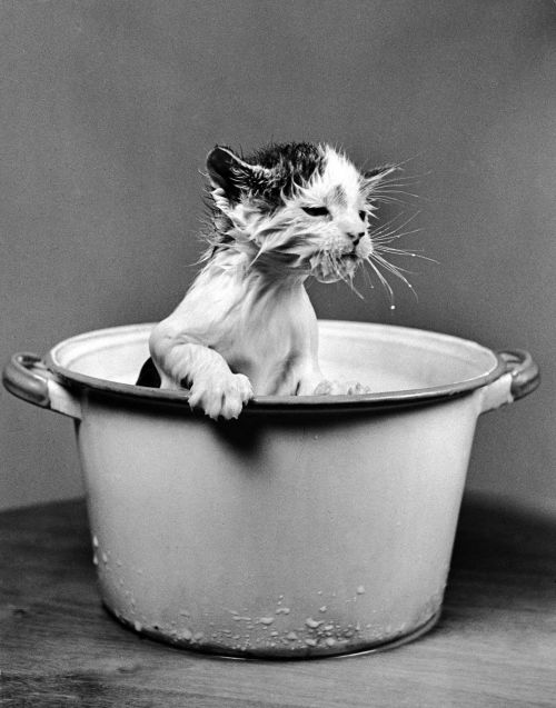 henk-heijmans:Kitten emerging from a pot of milk after falling into it, 1940 - by Nina Leen (1909/19